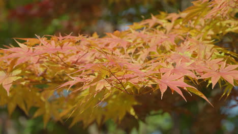 deciduous shrubs with palmate maple trees during autumn season in seoul, south korea