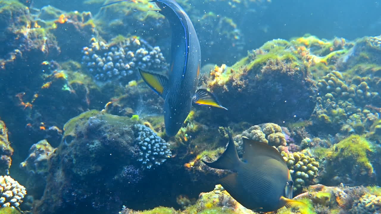 Close up of a Sohal surgeonfish swimming near a coral reef