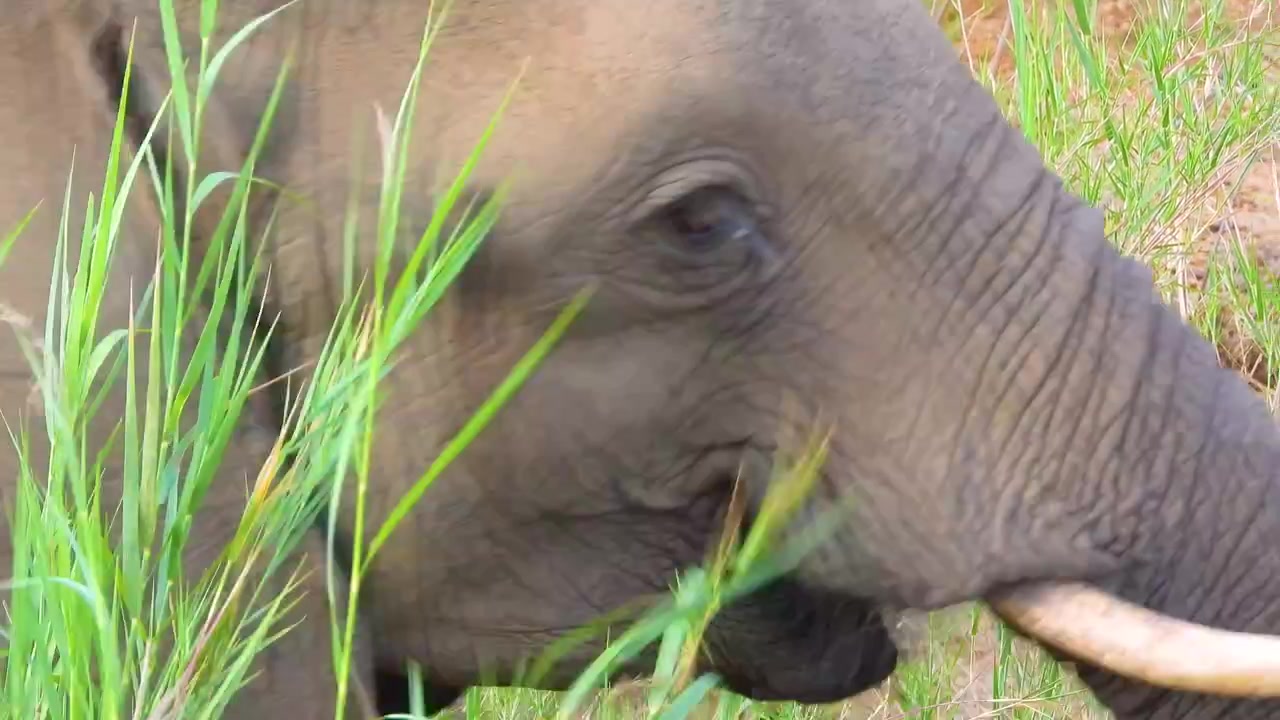 Afrikaanse olifant die grote hoeveelheden vegetatie eet in Kruger Nationaal Park, Zuid-Afrika