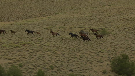 an aerial of wild horses running 5