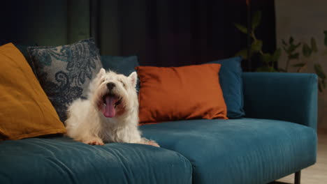 a westie dog yawning on a blue couch