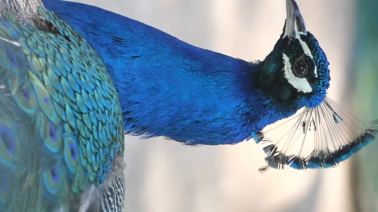 Close-up of a peacock's head and plumage