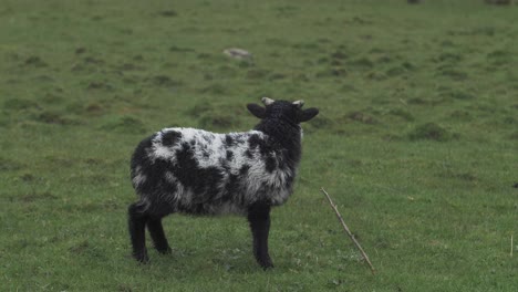 spotted lamb in a pasture in the highlands of ireland