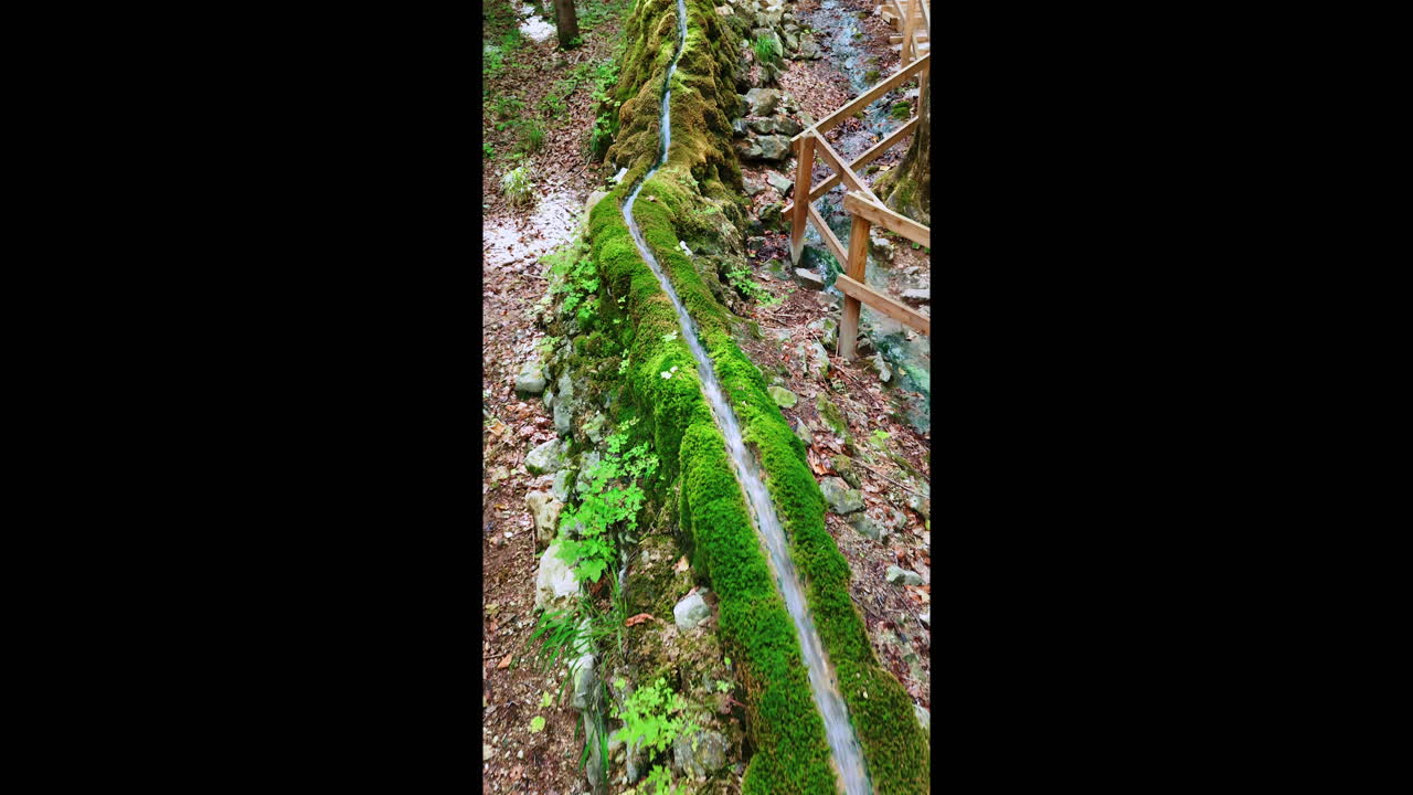 Walking along the narrow stream flowing quickly by the mossy rocks. Stone channel in the forest. Vertical video