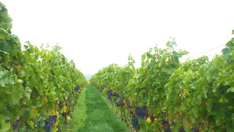 german vineyard on gray autumn day