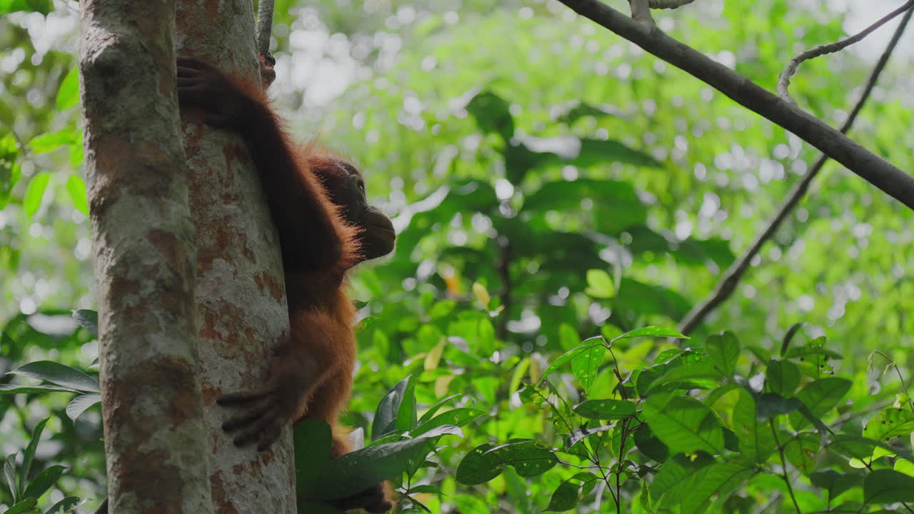 Cucciolo di orango su un albero della foresta pluviale