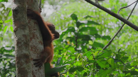 baby orangutan in a rainforest tree