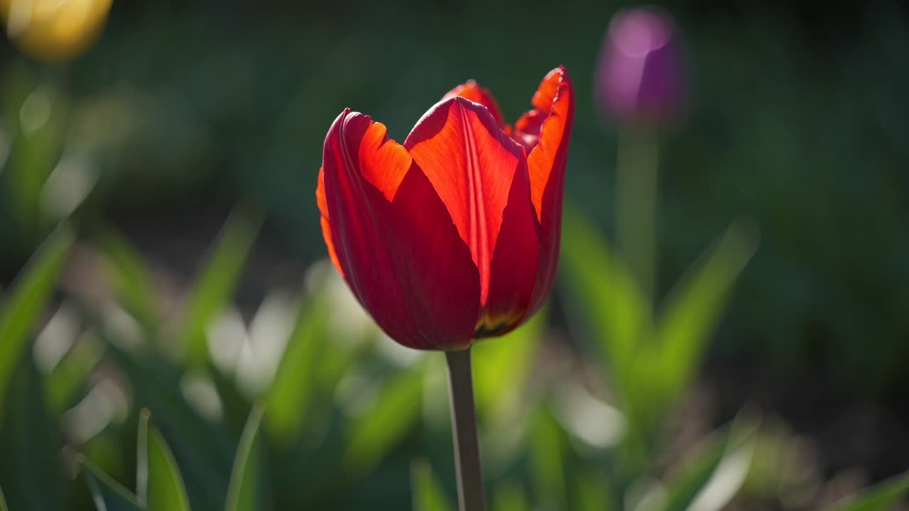 Lähikuva eloisasta punaisesta tulppaanista kukkii aurinkoisessa puutarhassa