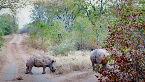 White-Rhino-calf-in-the-bush-next-to-mother