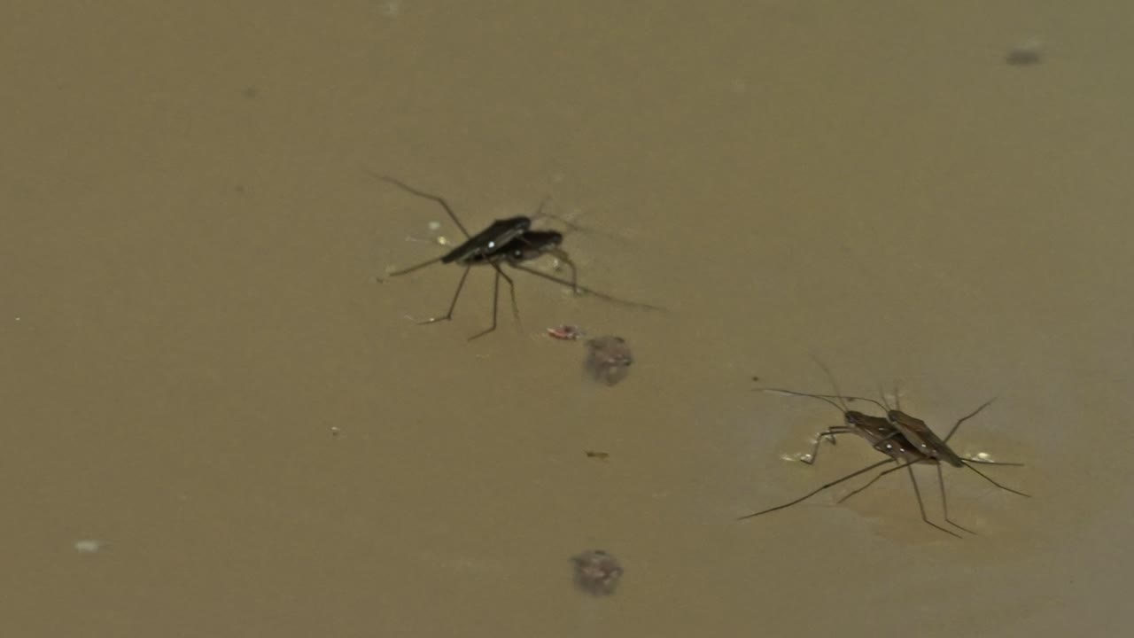 Two Gerridae, also known as Water Striders, sitting on top of the water. Two others skim over before skimming away. In Tambopata, Madre de Dios Region, Peru.