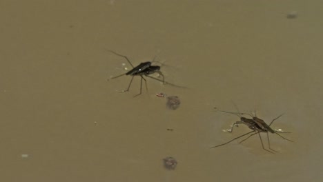 two gerridae, also known as water striders, sitting on top of the water. two others skim over before skimming away. in tambopata, madre de dios region, peru.