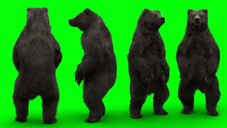 el oso de pie. una animación realista en pantalla verde.