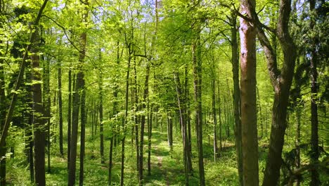 Fliegen-Zwischen-Den-Bäumen-Im-Frühlingswald.