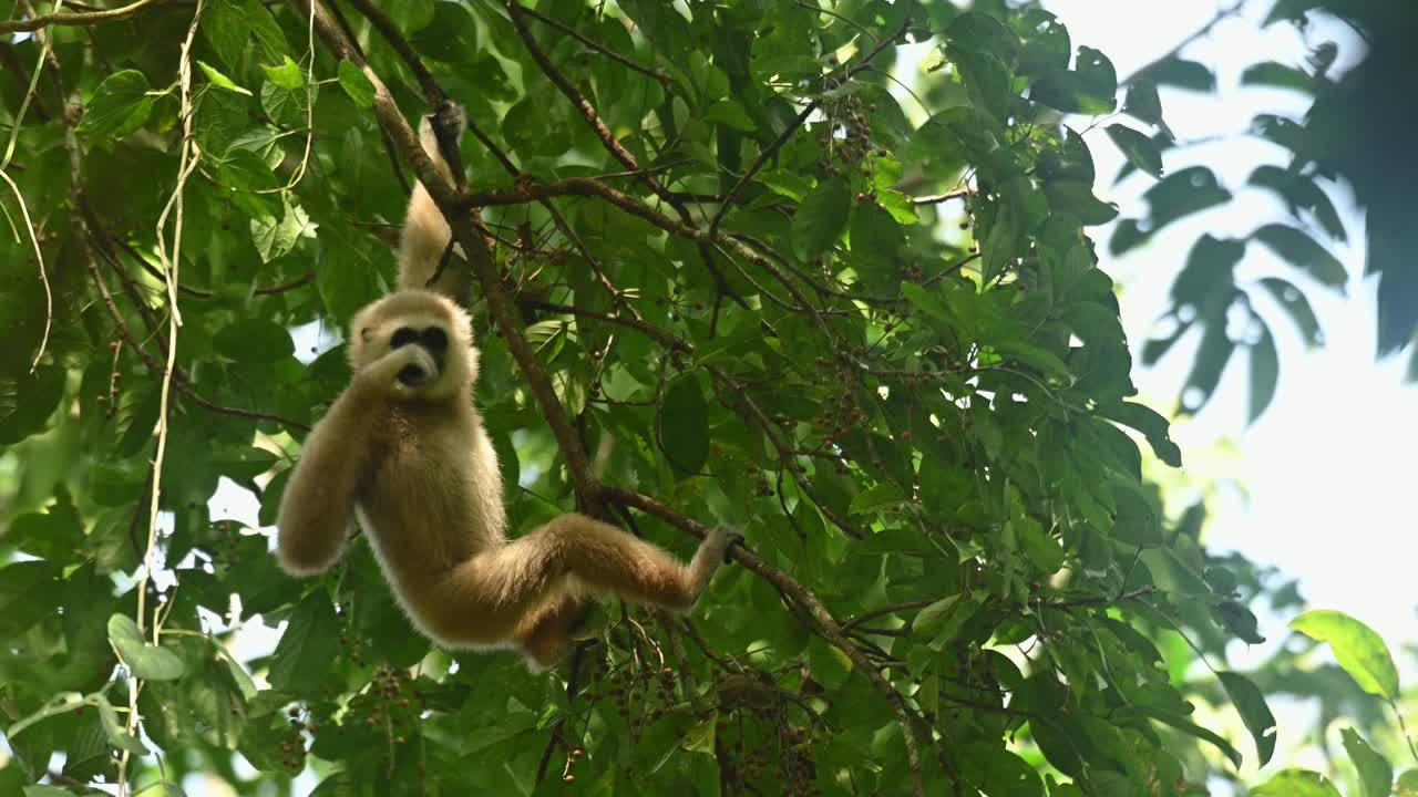 White-handed Gibbon, Hylobates lar, 4K Footage