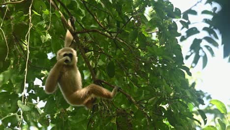 White-handed-Gibbon,-Hylobates-lar,-4K-Footage