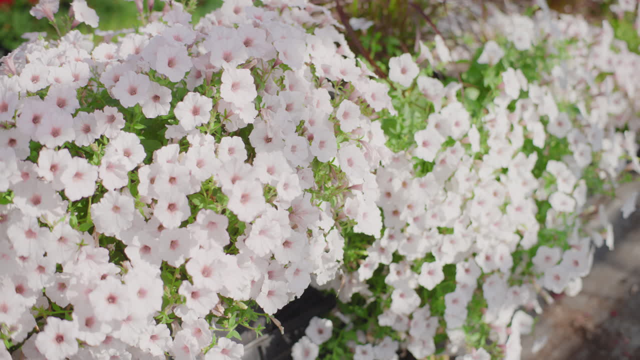 Close-up of white petunias in a garden