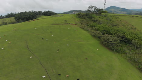 Aerial-view-of-cows-on-the-mountain-in-Lake-Calima---Colombia