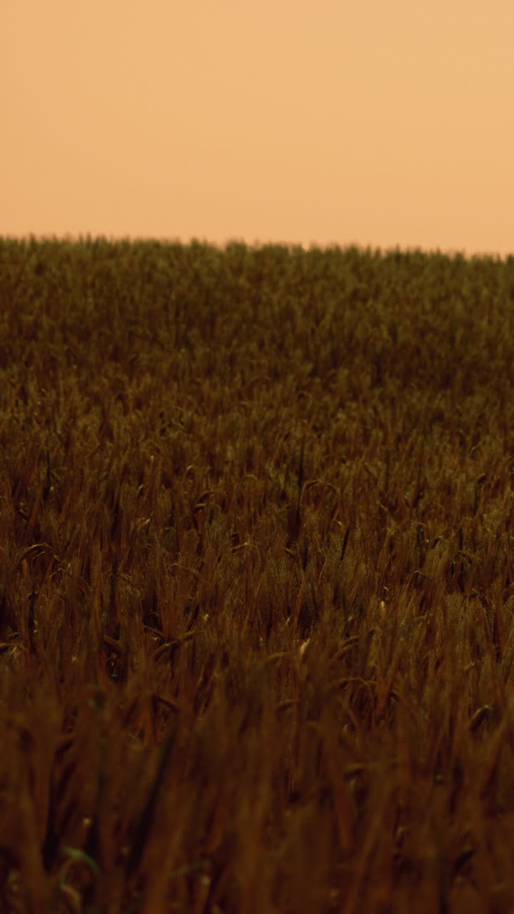 Campo di grano sotto un cielo al tramonto in estate durante il periodo del raccolto.