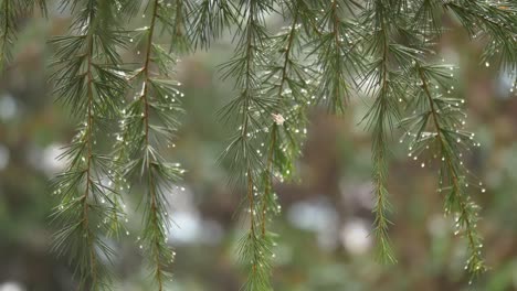 wet pine branches