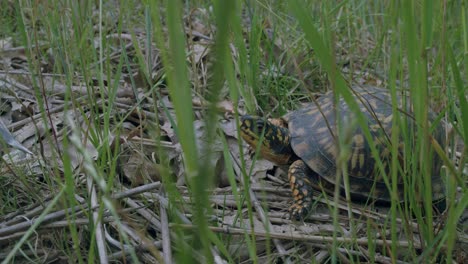 Tortuga-Escondida-Detrás-De-Hojas-De-Hierba-Verde-Fresca-Respira-Pesadamente-Y-Mira-La-Cámara