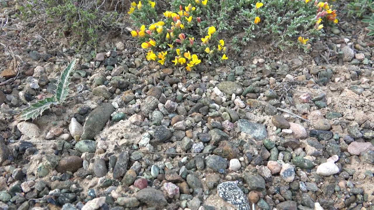Piccola lucertola che striscia su terreno roccioso vicino a fiori gialli