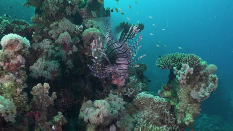 lionfish hovering over colorful coral reef in the red sea