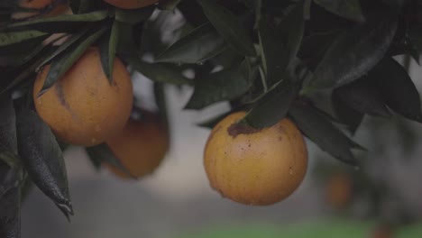 Orangenbaum-Auf-Dem-Rücken