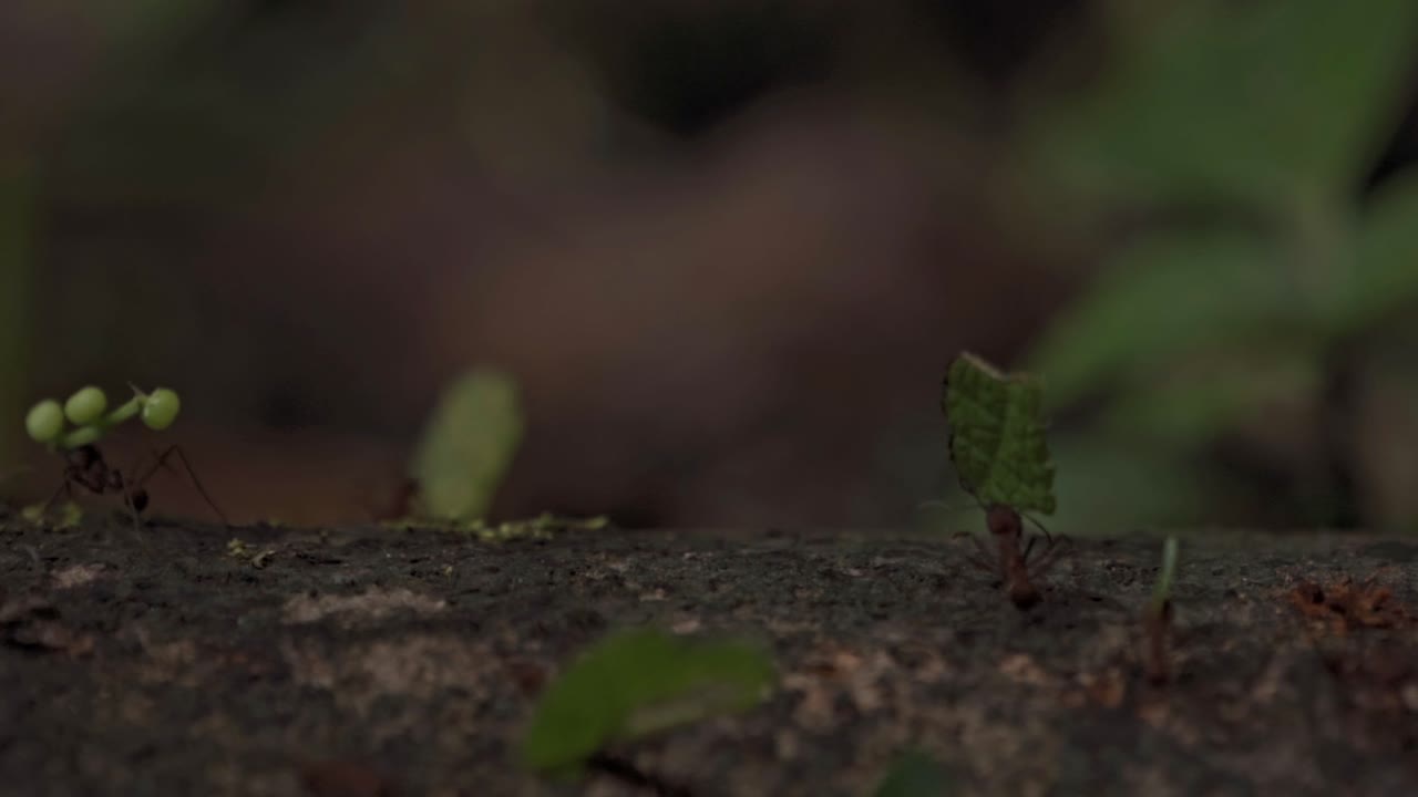 En række bladskærermyrer (slægten Atta) bærer bladfragmenter langs en gren ved Sirena Station, beliggende i Corcovado Nationalpark, Costa Rica.