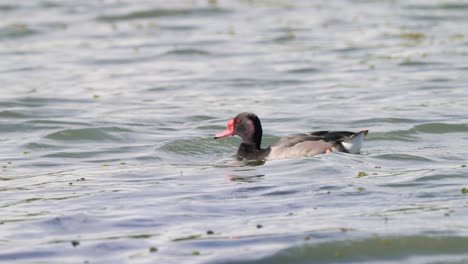 Rosy-billed-pochard-duck-swimming-in-water,-Costanera-Sur-Ecological-Reserve,-Buenos-Aires,-Argentina