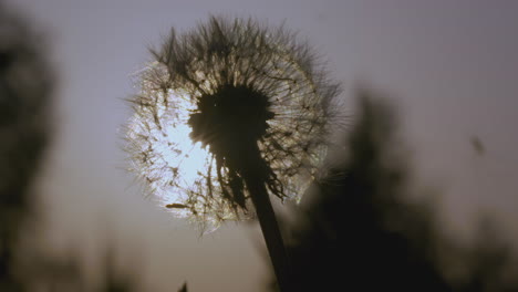 dandelion at sunset