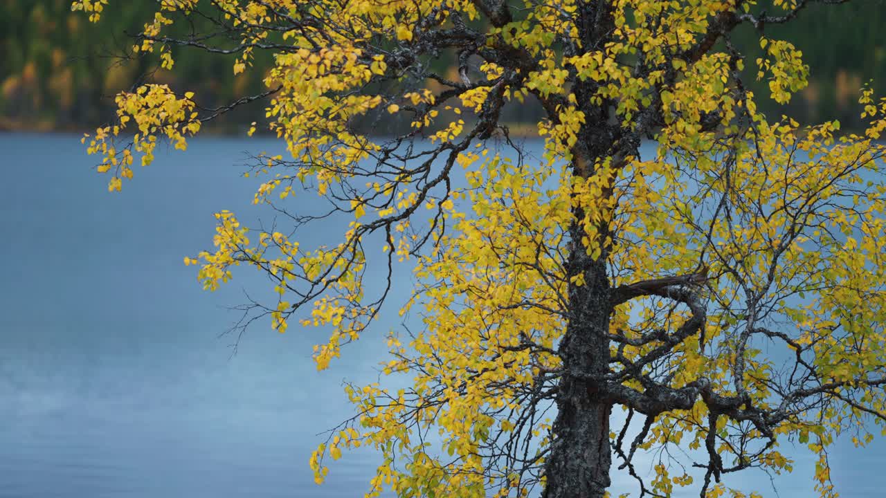 나무의 황금 잎은 가을의 바람에 부드럽게 흔들리고, 배경에는 조용한 파란 호수가 있습니다.