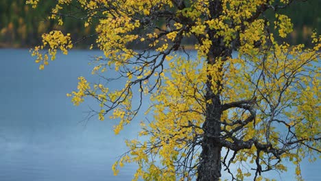 las hojas doradas de las hayas se balancean suavemente en la brisa de otoño un tranquilo lago azul en el fondo