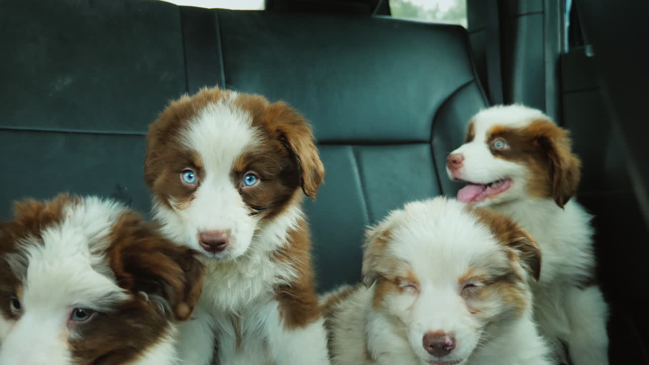 피곤한 애완 동물 여행 자동차 뒷좌석에서 여러 강아지 여행
