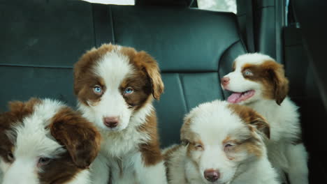 Un-Agotador-Viaje-De-Mascotas-Varios-Cachorros-Viajan-En-El-Asiento-Trasero-De-Un-Automóvil