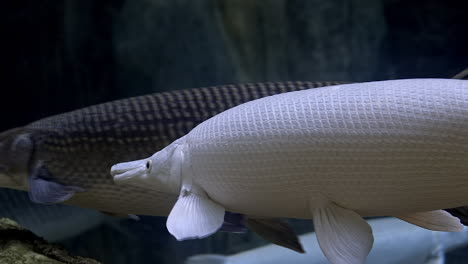 white alligator gar swimming gracefully underwater