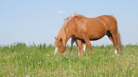 a family of horses graze peacefully on a green meadow beautiful horses in the frame a family of horses graze peacefully on a green meadow beautiful horses in the frame