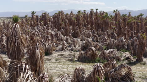 description: "a dry palm farm stands amidst the desert, its arid surroundings contrasting with the resilient palms, epitomizing the harsh beauty of desert agriculture