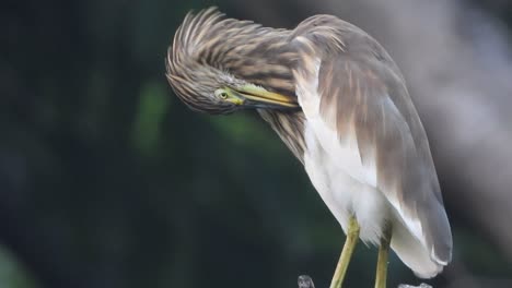 egret in tree chilling ..