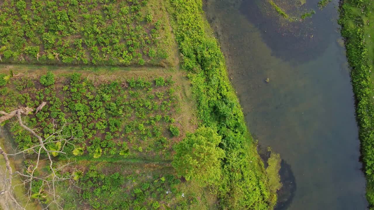 Assam'daki çay bahçesinin hava veya drone görüntüsü.