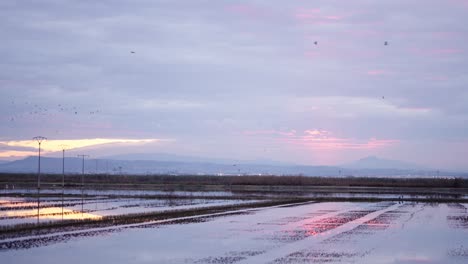 rice paddy sunset reflection