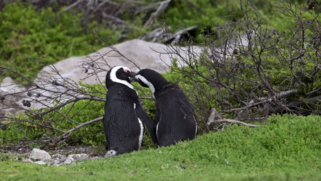 African-penguin-,-or-Cape-penguin,-preening-feathers-on-eachother