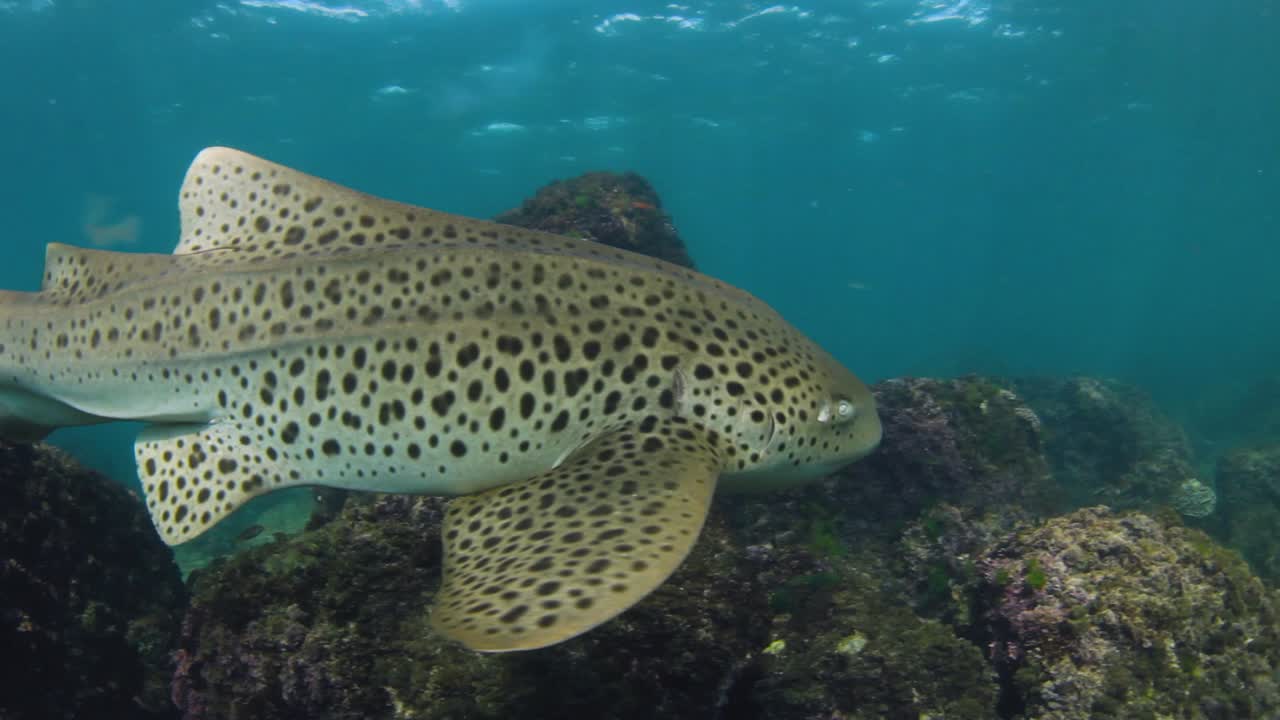 un majestuoso tiburón leopardo nadando en el océano