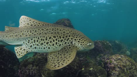 a majestic leopard shark swimming through the ocean