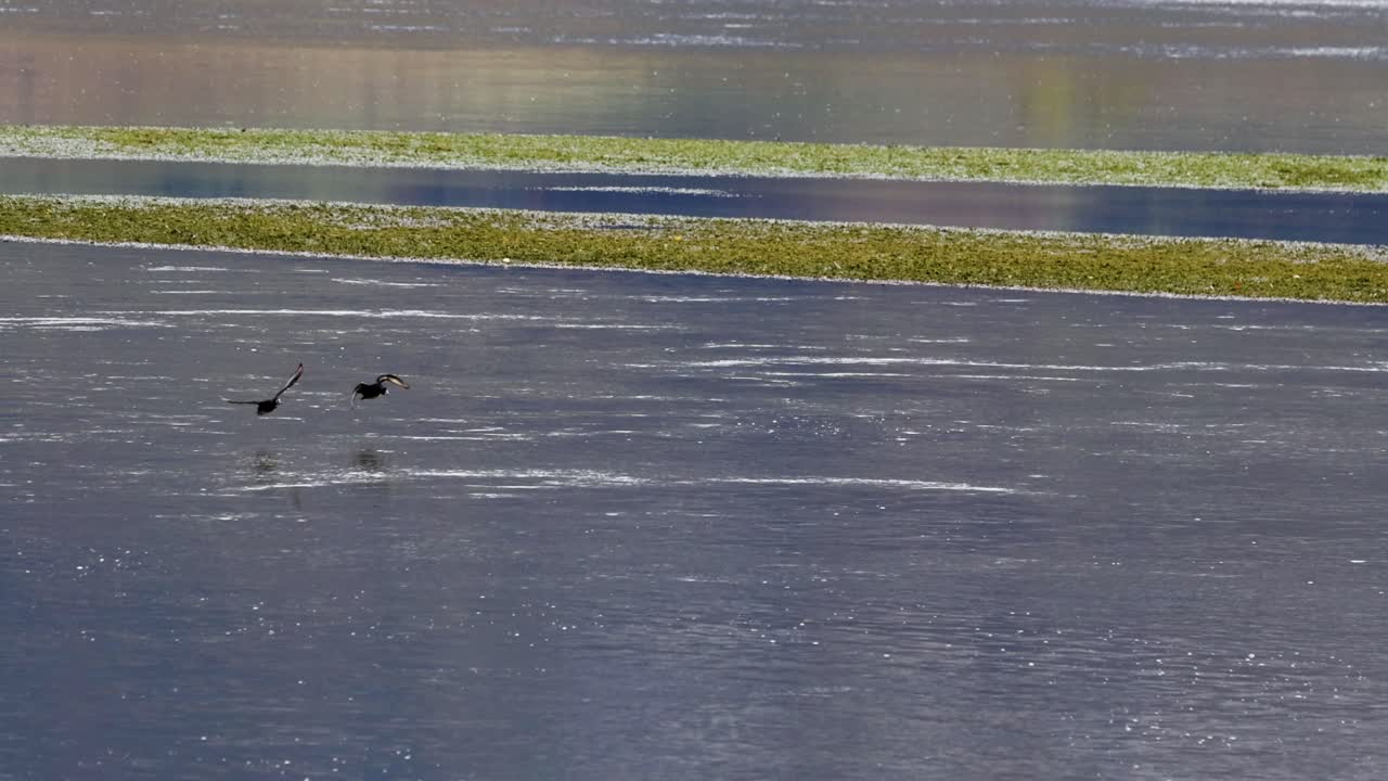 Ducks gracefully fly and land on Lake Wanaka, New Zealand. Captured in natural light with serene water reflections