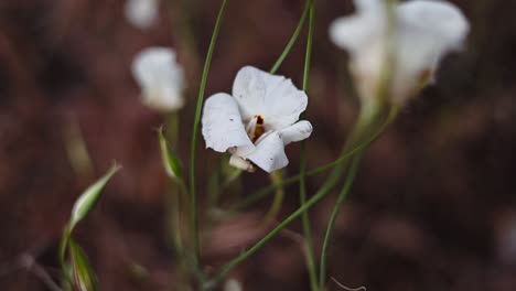 pan suave hacia arriba sobre un lirio mariposa salvaje en un campo con otras flores borrosas en el fondo