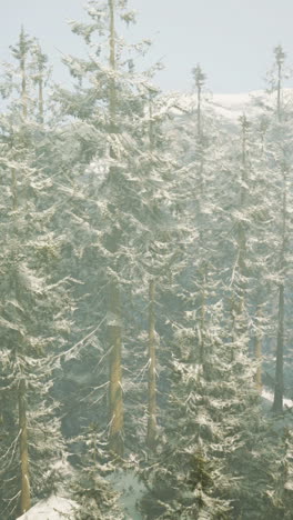 snowy forest in winter