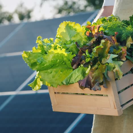 Farmer-Holds-A-Box-Of-Lettuce-And-Greenery-Against-The-Background-Of-Solar-Power-Plant-Panels