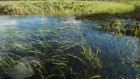 static shot of a clean and drinkable mountain stream with aquatic plants