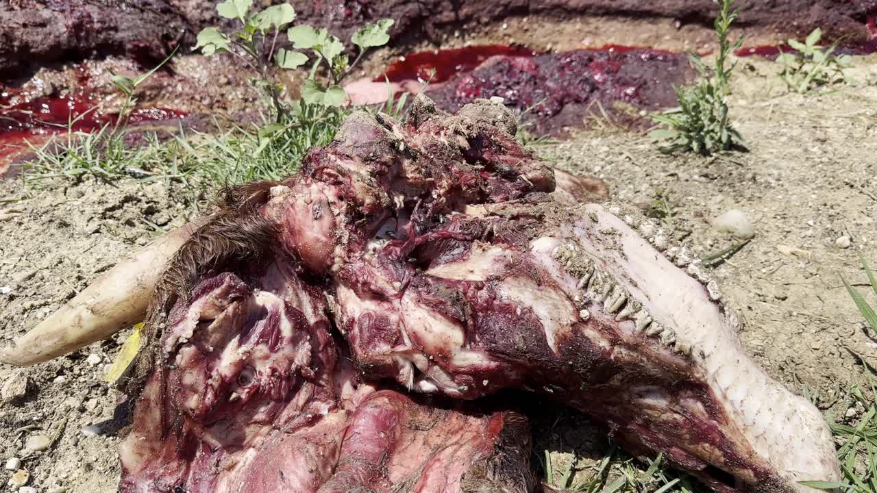 ⁇ 은 피 물은 진 ⁇ 과 잔디  ⁇ 어리 사이에 빠르게 흐르는 거품과 혼합됩니다.