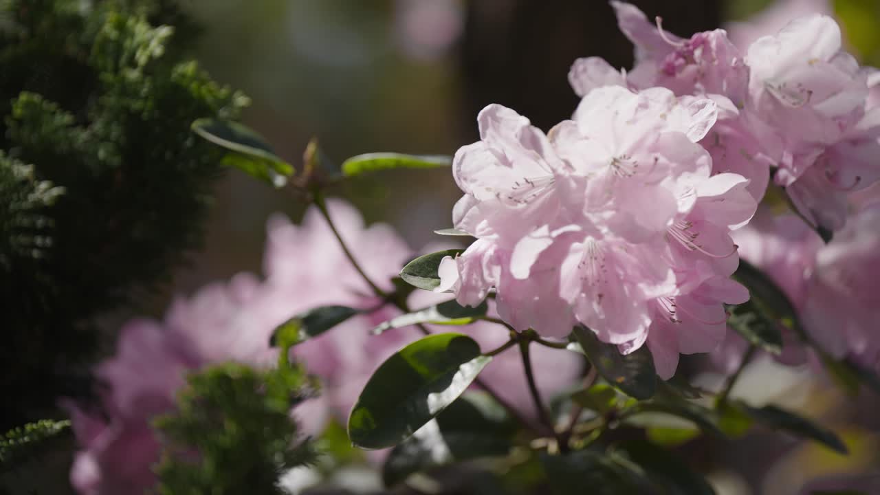 flores de rododendro de color rosa pálido en plena floración